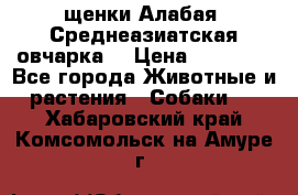 щенки Алабая (Среднеазиатская овчарка) › Цена ­ 15 000 - Все города Животные и растения » Собаки   . Хабаровский край,Комсомольск-на-Амуре г.